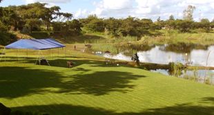 Lawns and trees at Kingfisher Park